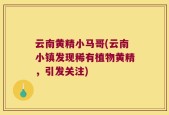 云南黄精小马哥(云南小镇发现稀有植物黄精，引发关注)