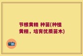 节根黄精 种苗(种植黄精，培育优质苗木)