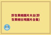 野生黄精图片大全(野生黄精壮观图片合集)