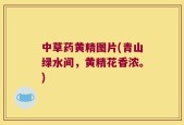 中草药黄精图片(青山绿水间，黄精花香浓。)