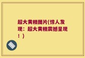 超大黄精图片(惊人发现：超大黄精震撼呈现！)