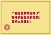 广西野生黄精图片(广西拍到野生稀有植物：黄精大放异彩)