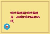 细叶黄精苗(细叶黄精苗：品质优良的苗木选择)