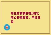 湖北甜黄精种植(湖北精心种植甜黄，丰收在望)