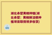 湖北赤壁黄精种植(湖北赤壁：黄精鲜活根种植项目取得初步收获)