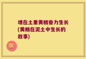 埋在土里黄精奋力生长(黄精在泥土中生长的故事)
