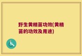 野生黄精苗功效(黄精苗的功效及用途)