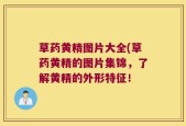 草药黄精图片大全(草药黄精的图片集锦，了解黄精的外形特征！