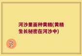 河沙里面种黄精(黄精生长秘密在河沙中)