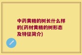 中药黄精的树长什么样的(药材黄精的树形态及特征简介)