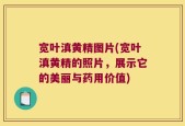宽叶滇黄精图片(宽叶滇黄精的照片，展示它的美丽与药用价值)