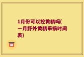 1月份可以挖黄精吗(一月野外黄精采摘时间表)