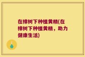 在樟树下种植黄精(在樟树下种植黄精，助力健康生活)
