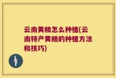 云南黄精怎么种植(云南特产黄精的种植方法和技巧)