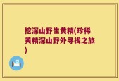 挖深山野生黄精(珍稀黄精深山野外寻找之旅)