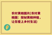 农村黄精图片(农村黄精图：探秘黄精种植，让你爱上乡村生活)