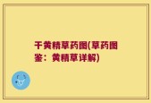 干黄精草药图(草药图鉴：黄精草详解)