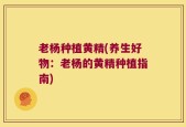 老杨种植黄精(养生好物：老杨的黄精种植指南)