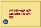 毕节中药种植黄精(毕节黄精种植：探访生产实况)