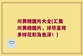 川黄精图片大全(汇集川黄精图片，详尽呈现多样花形及色泽！)
