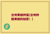 沧州黄精种苗(沧州种植黄精的秘密！)