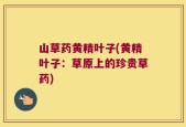 山草药黄精叶子(黄精叶子：草原上的珍贵草药)