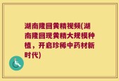 湖南隆回黄精视频(湖南隆回现黄精大规模种植，开启珍稀中药材新时代)