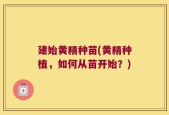 建始黄精种苗(黄精种植，如何从苗开始？)