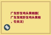 广东野生鸡头黄精图(广东发现野生鸡头黄精，引关注)
