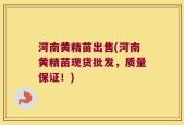 河南黄精苗出售(河南黄精苗现货批发，质量保证！)