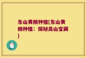 东山黄精种植(东山黄精种植：探秘高山宝藏)