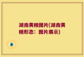 湖南黄精图片(湖南黄精形态：图片展示)