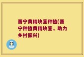 晋宁黄精块茎种植(晋宁种植黄精块茎，助力乡村振兴)