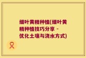 细叶黄精种植(细叶黄精种植技巧分享 - 优化土壤与浇水方式)