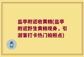 盐亭附近收黄精(盐亭附近野生黄精现身，引游客打卡热门拍照点)