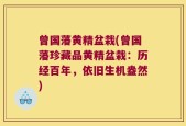 曾国藩黄精盆栽(曾国藩珍藏品黄精盆栽：历经百年，依旧生机盎然)