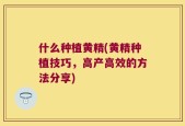 什么种植黄精(黄精种植技巧，高产高效的方法分享)