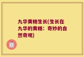 九华黄精生长(生长在九华的黄精：奇妙的自然奇观)
