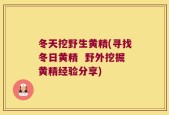 冬天挖野生黄精(寻找冬日黄精  野外挖掘黄精经验分享)
