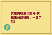 食用黄精生长图片(黄精生长过程图，一目了然)