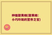 种植甜黄精(甜黄精：小巧玲珑的营养之宝)