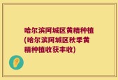 哈尔滨阿城区黄精种植(哈尔滨阿城区秋季黄精种植收获丰收)