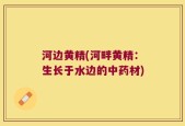河边黄精(河畔黄精：生长于水边的中药材)