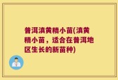 普洱滇黄精小苗(滇黄精小苗，适合在普洱地区生长的新苗种)