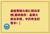 桑植黄精火麻仁鲜白茅根(重磅推荐：桑黄火麻白茅根，中药养生好帮手！)