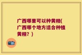 广西哪里可以种黄精(广西哪个地方适合种植黄精？)