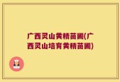广西灵山黄精苗圃(广西灵山培育黄精苗圃)