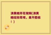 滇黄精开花视频(滇黄精绽放奇观，美不胜收！)