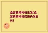 桑葚黄精枸杞生发(桑葚黄精枸杞促进头发生长)