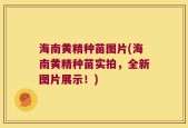海南黄精种苗图片(海南黄精种苗实拍，全新图片展示！)